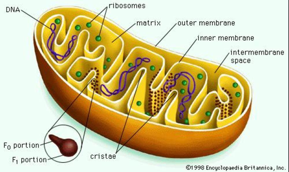 - GPI-ankaret fäster sedan proteinet på cellmembranet (efter transport genom Golgi) - Alla proteiners veckning kontrolleras innan de skickas iväg från ER. - Chaperoner veckar protein.