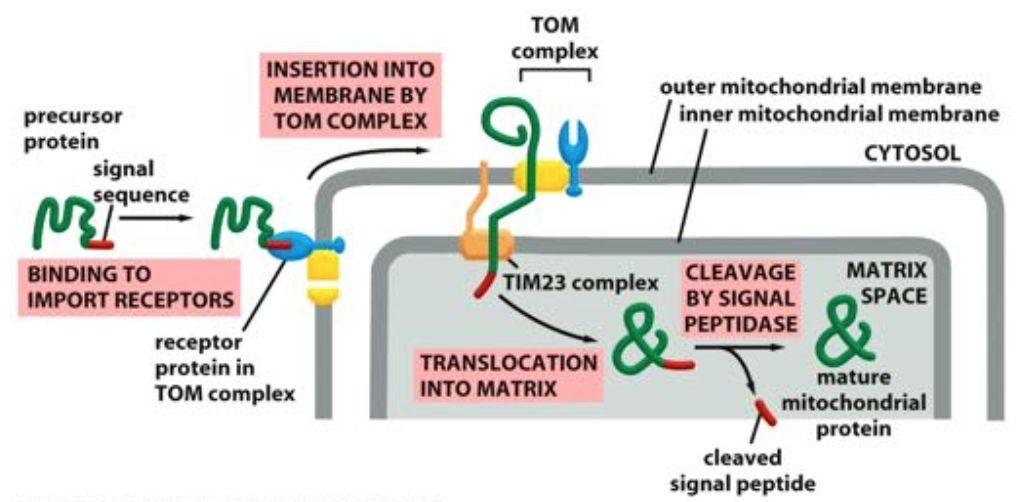 själv som kommer från cellkärnan. Därför behöver många proteiner från cellkärnan tas in till mitokondrien. TIM & TOM: Chaperoner förhindrar att proteinet veckas i cytosolen på vägen till TOM.