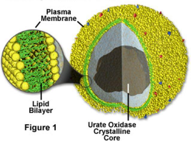 Bildningen av mitokondrier Mitokondrier skapas genom fission, den delar sig och kan också gå ihop genom fussion.