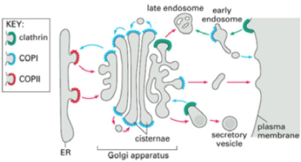 mellanvesiklarna och så till vesiklarna på den konkava sidan, transsidan. Som tidigare nämnt är huvudfunktionen av golgi att sortera och transportera proteinet rätt.