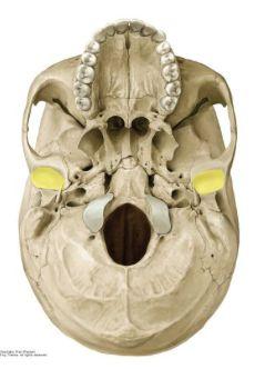 gommen) och mandibula ( caput (huvud), collum, processus condylaris ).