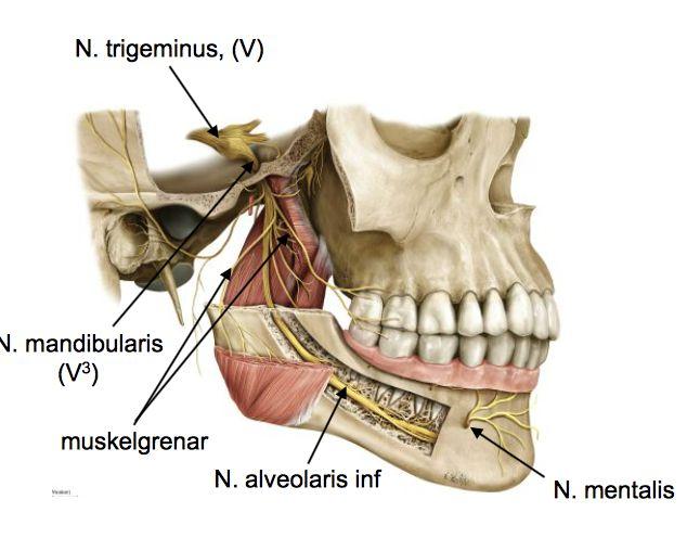 ur och man fastnar i det läget. Tuggmuskulaturen (4 st) M. Temporalis (vid tinningen som en solfjäder) M.