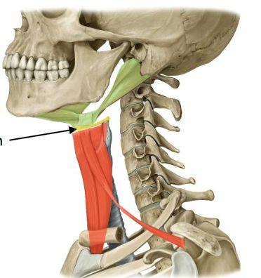 Inuti: M. Pterygoideus medialis och lateralis.