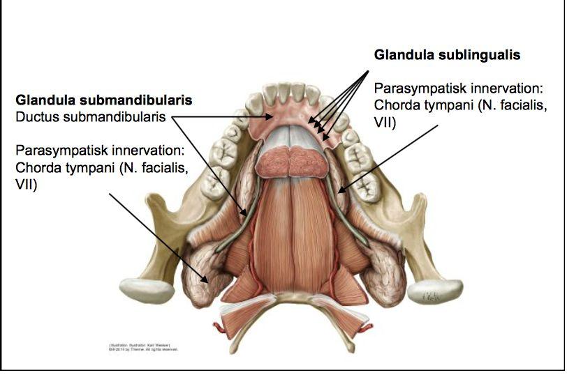 Tungan 4 olika muskler: hyoglossus, styloglossus, genioglossus, palatoglossus. Hyoglossus sitter långt bak långt ner, pressar ner tungan. Styloglossus sitter långt bak och drar in tungan.