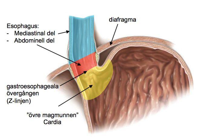 Parotidea = Glossypharyngeus (IX). Parotidea via ductus parotideus, löper vid masseter och mynnar mot 2:a överkäksmolaren.