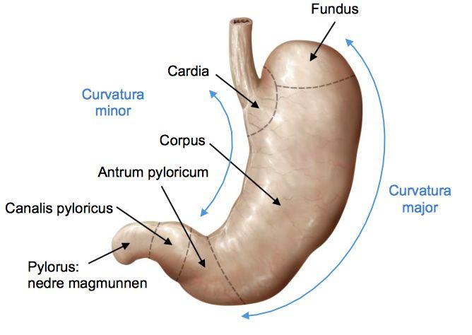 Kärl: vid övergången mellan esophagus och gaster finns anastomoser (förbindelser mellan vener som tömmer sig till v.