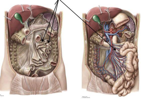 Duodenum: Följer pylorus (nedre magmunnen) Flexura duodenojejunalis Treitz ligament: markerar övergången till jejunum Jejunum: upptag av