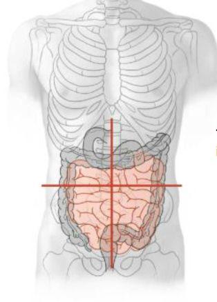 levande Intraperitonealt förlopp Jejunum ⅖ Ileum ⅗ Mesenterium tarmkex innehållande alla artärer och vener.