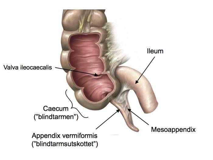 Colon ascendens Colon transversum Colon descendens Colon sigmoideum Tjocktarmens makroskopiska tecken: Taeniae coli Haustrae coli Appendices