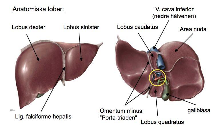 Innervation Parasypatiskt:De sakrala spinalnerverna S2-S4 Sympatiskt: Nn.