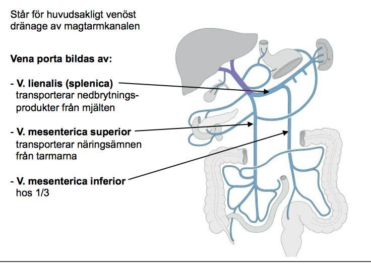 hepatica propria och från V. porta där blodet kommer från hela magtarmkanalen.