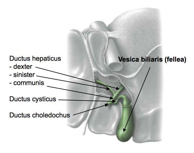 Beskriva vena portaes principiella förlopp och funktionella betydelse Vena porta bildas från olika vener, se ovan bild. A. hepatica propria och V.