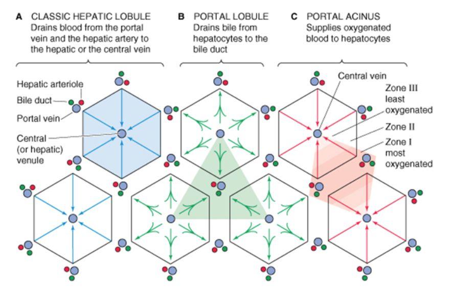 Blodet blandas i sinusoider där hepatocyter tar upp ämnen i ett mellanrum som kallas Disse spalt som antingen ska till gallan eller lagras. Levern är uppbyggd av hepatiska lobolus.