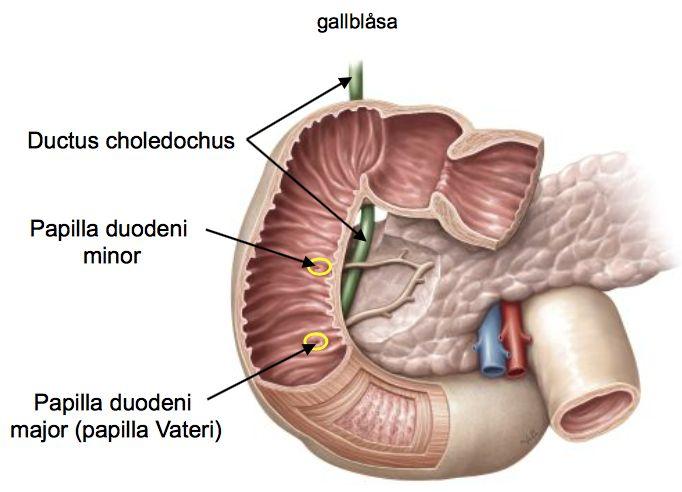 Ductus pankreaticus major och minor (alla har inte minor) mynnar ut i papilla duodeni major/minor (om man