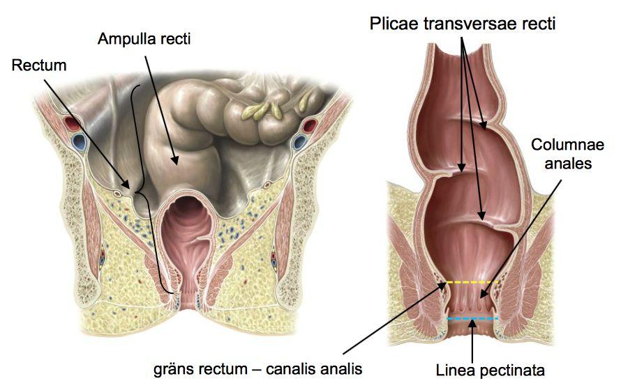 Kurvor i analkanalen: Flexura sacralis Flexura perinealis Rectum -ampulla recti Canalis analis Linea
