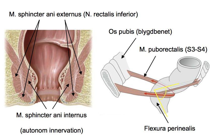 hemorojder. Muskler: M. sphincter ani externus (släpper viljemässigt) M.