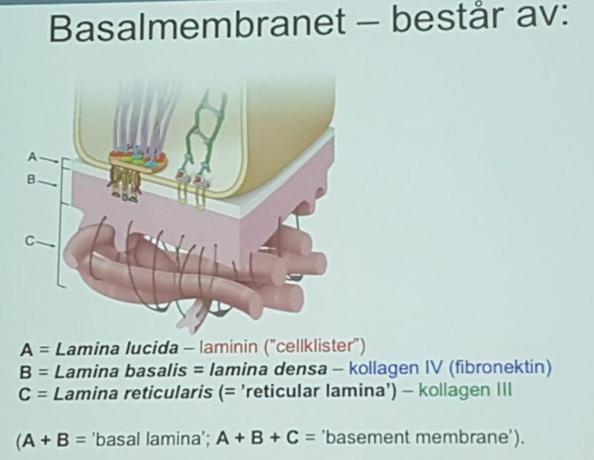 Redogöra för utseende, funktion, uppbyggnad och förekomst av olika specialiserade ytstrukturer (mikrovilli, stereocilier, kinocilier/flageller och krusta) hos ytepitelceller Mikrovilli Stereocilier