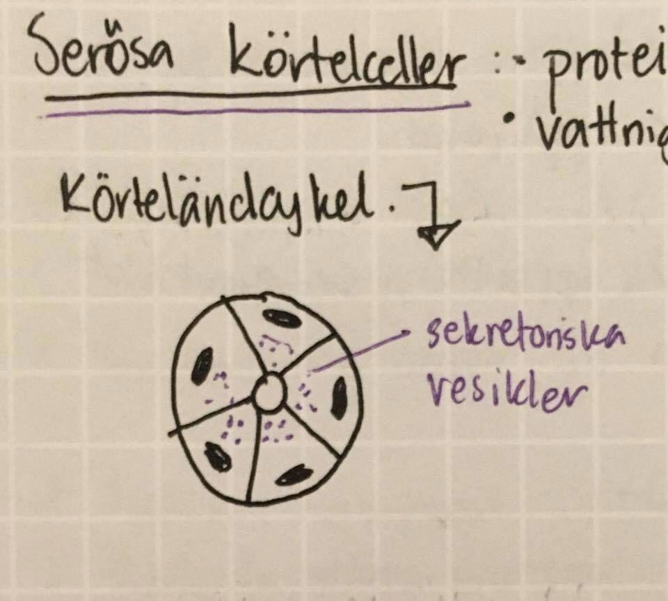 Ex) Endokrina pankreas som producerar och insöndrar insulin, glukagon, somatostatin och pankreatisk polypeptid. antingen direkt eller via utförsgångar/kanaler.