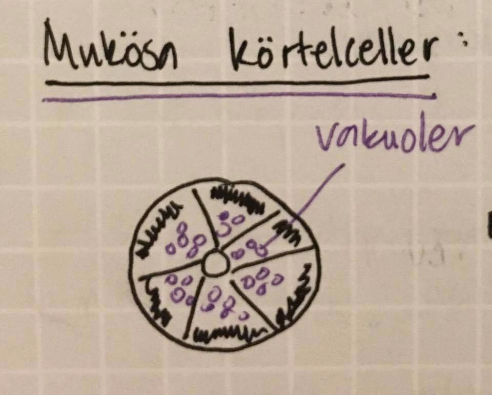 Beskriva olika sekretionsmekanismer (merokrin, apokrin, holokrin, cytokrin, cytogen sekretion) Redogöra för skillnader mellan proteinsyntetiserande (= serösa) och glykoproteinsyntetiserande (=