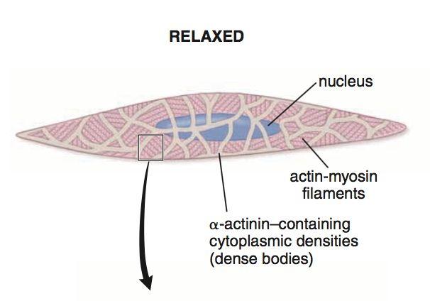 bindvävnad Tunica Intima: Glatta muskelceller Tunica Adventitia : Bindväv med elastiska