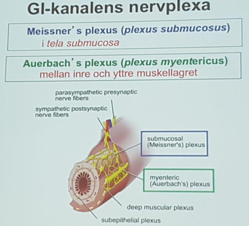 Beskriva lokalisation och utseende för Auerbachs respektive Meissners nervplexa (S1-S2) Matsmältningsorgan Beskriva digestionsorganens mikroskopiska struktur (munhåla, tänder, spottkörtlar, pharynx,