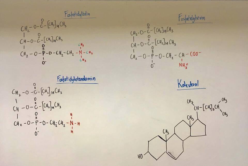 Beskriva membraners principiella struktur (inkl. bindningar och hur membranets egenskaper påverkas av olika typer av omättade fettsyror och kolesterol).