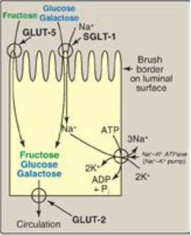 Absorption av glukos, fruktos och galaktos i tarmen. Glukos och galaktos absorberas av tarmen mha SGLT-1 (sodium dependent glucose cotransporter).