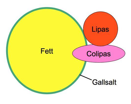 Beskriva colipasets, gallsalternas och fosfolipiders roll vid fettdigestionen (S2). Colipas Gallsalt Fosfolipider Binder till lipaset och hjälper det att komma åt på fettdroppens yta.