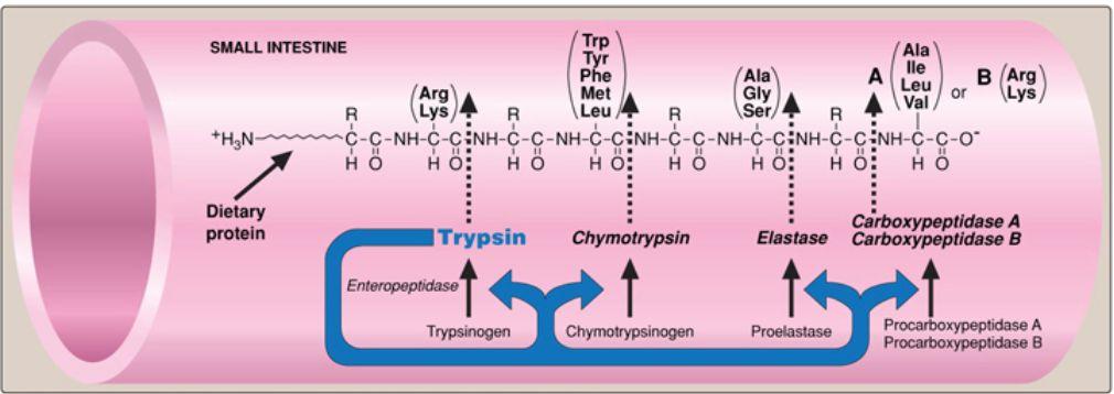 Lipider: Tunglipas Gastriskt lipas Colipas Pankreatiskt lipas Cholesteryl ester hydrolas Fosfolipas A2 Lysofosfolipas från tungan men används i magen. I princip bara TAG molekyler. Magen.