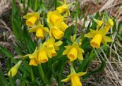 Sista beställningsdag 1 april Gräsklippning runt gravvård Utan planteringsyta Tillägg för