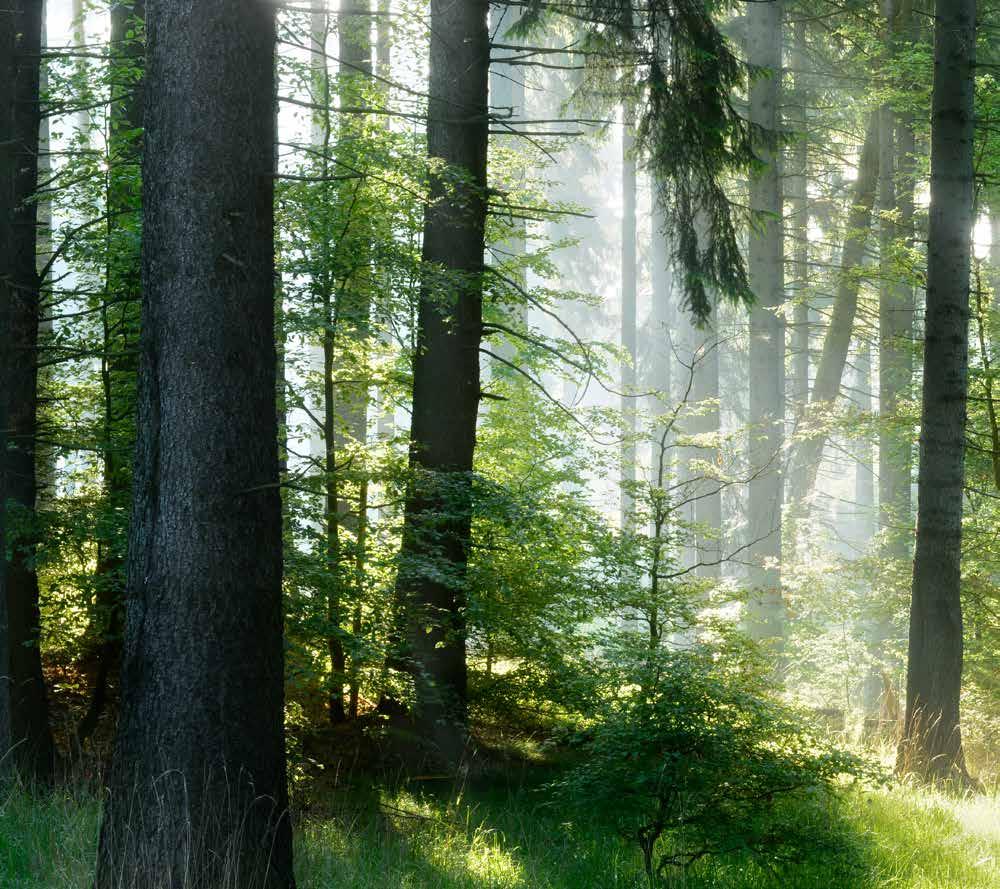 HÅLLBARHET MILJÖ För varje träd som skördas planteras två nya. Därför har det svenska skogsförrådet ökat stadigt under många decennier.