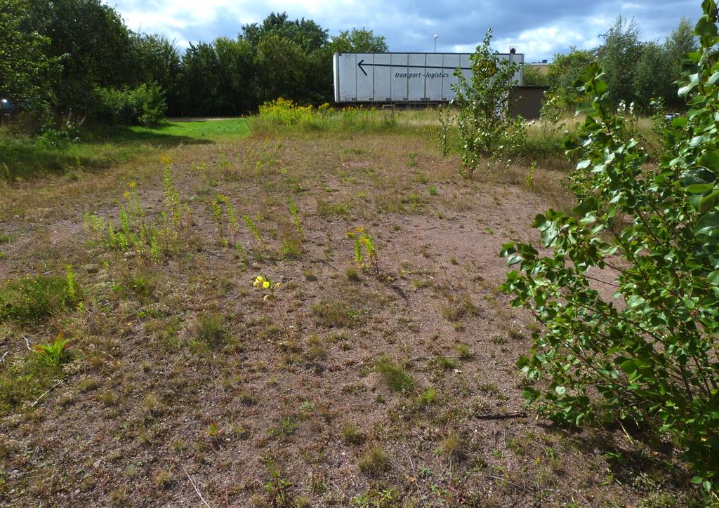 7. Sandig tomtmark. Naturvärdesklass: Klass 3 påtagligt naturvärde. Dominerande naturtyp: Sandmiljö Biotoper: Öppen sandmark.