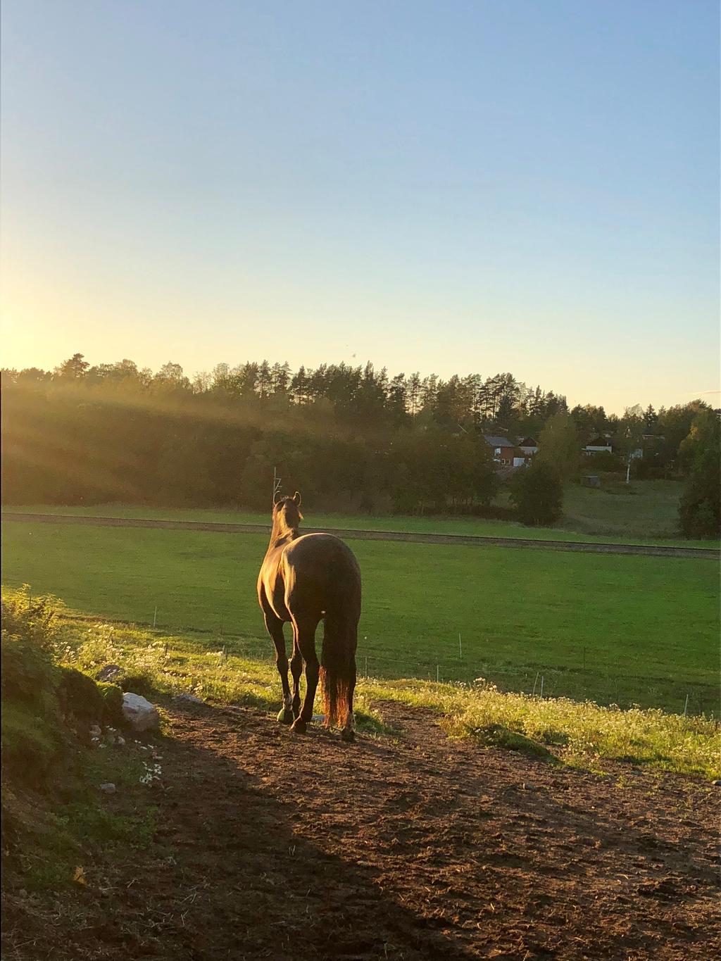 Foto: Maria Pettersson BAKGRUND Hästnäringens Nationella Stiftelse ansvarar för Hästnäringens Avelskommitté som består av representanter från Svenskt Travsport, Swedish Warmblood Association, Svenska