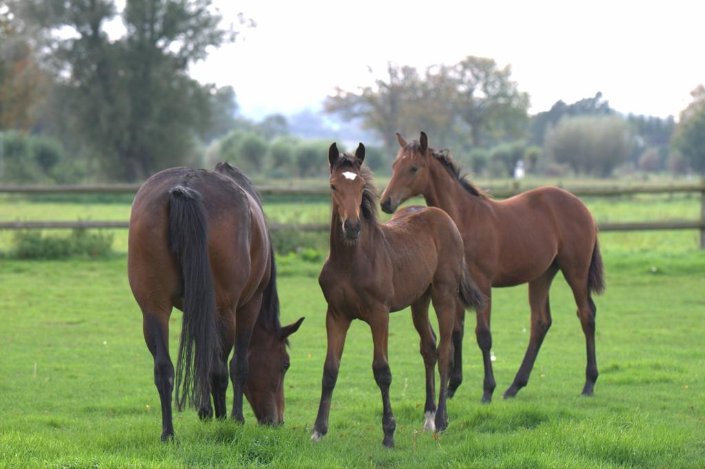 Foto: Öyvind Andersson LÄS MER Avelsföreningen för Svenska Varmblodiga Travhästen (ASVT) och Swedish Warmblood Association (SWB) brukar ordna kurser för att utbilda eller vidareutbilda