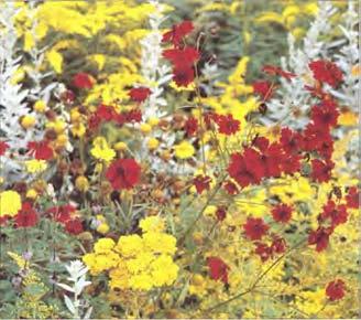 Försök med sommarblommor i liten skala har under två säsonger pågått på Sveriges lantbruksuniversitet i Alnarp.