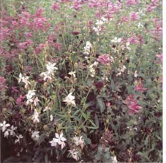 Nicotiana langsdorffii 8. Nicotiana suaveolens 9. Scabiosa atropurpurea 10. Salvia horminum 'Pink Gem' 11.