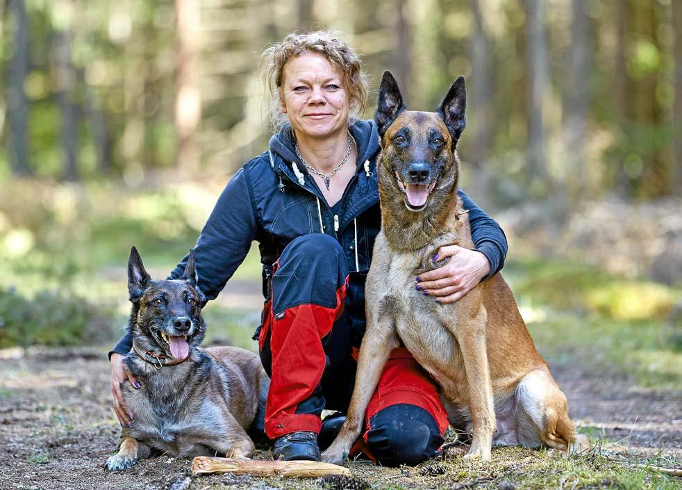 Annette Johansson i Norrhult norr om Växjö har engagerat nosar i världsklass i kampen mot granbarkborren.