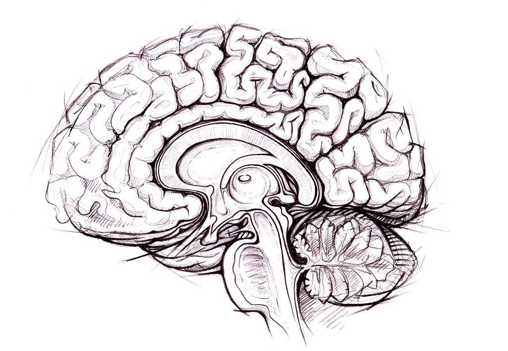 Artificiella neuronnät Baserat på hur den mänskliga hjärnan fungerar