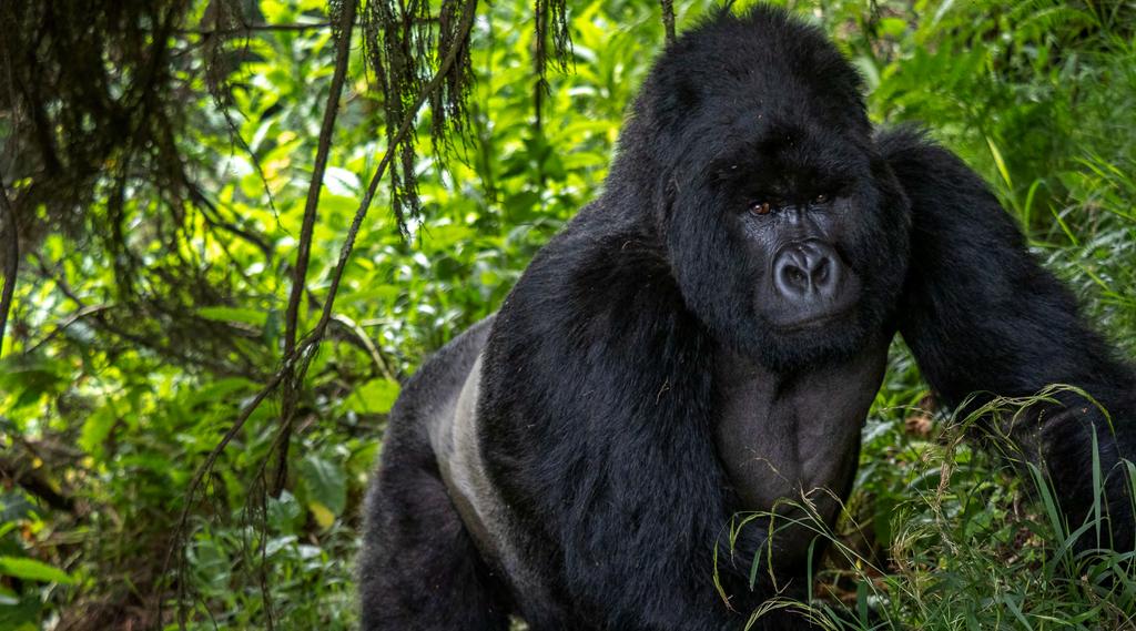 UGANDA - BERGSGORILLOR, SCHIMPANSER & GULDMARKATTA. Det bästa med fotoresan till Uganda 2020 är: Fotografera bergsgorillor i de dimhöljda Virungabergen.