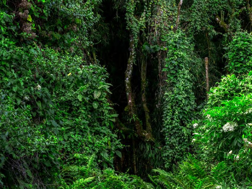 Bergsgorillorna i Mgahinga national park. Vårt gorillasökande och fotografering kommer att äga rum i Mgahinga national park, en liten nationalpark längst ner i Uganda som gränsar till Rwanda.