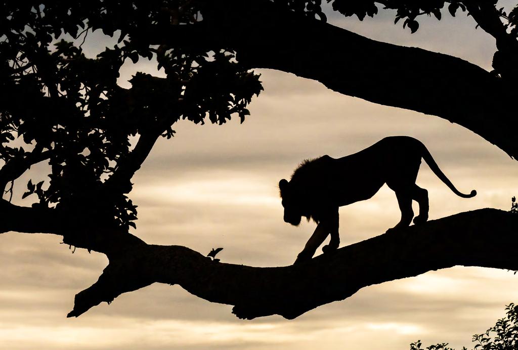 Trädklättrande lejon i Ishasha. Guldmarkatta, en endemisk hotad art. Mgahinga nationalpark gör verkligen skäl för sin slogan The nationalpark where silver meets gold.