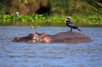 Tusentals gnuer och zebror på väg att korsa Marafloden Dag 11 Masai Mara - Lake Naivasha: Båttur - Nairobi: Avskedsmiddag - Efter en kort gamedrive på morgonen så lämnar vi Masai Mara och reser