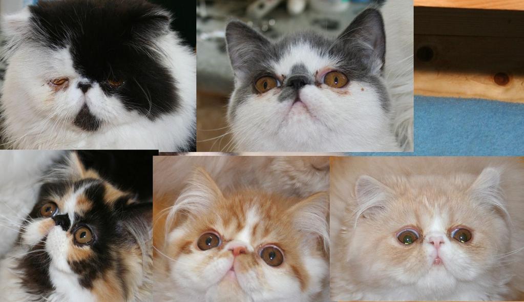 Rengöra fläckar på vita eller vitfläckade katter Ofta blir vit eller vitfläckade katter missfärgade under ögonen eller hakan, eller på andra ställen med för den delen.