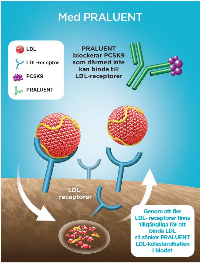 Praluent blockerar bindningen mellan PCSK9 och LDL-receptorerna vilket leder till en ökning av