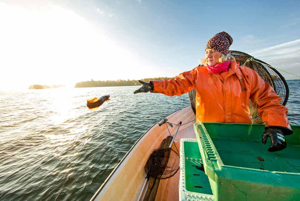 FISKE 2018 fanns det åtta svenska MSC-certifierade fisken. Stora delar av det svenska fisket är MSC-certifierat och 2018 fanns åtta svenska MSC-certifierade fisken.