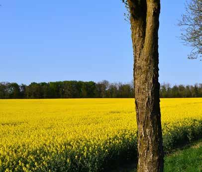 TONER I SOMMARKVÄLLEN En kyrkport står på glänt. Högt uppe på backen lyser den vita silhuetten. På långt håll skymtar kyrkans vita trappstegsgavlar vid den grönskande dalen där ån stilla porlar fram.