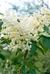 Väl bland flera blommande och gröna växter för dina krukor