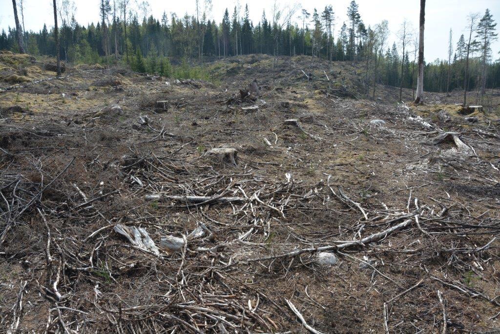 Storskogen, mellan Alingsås och Borås, Figur 26. Referensmätningar har bedrivits under fyra år inför en avverkning av större delen av avrinningsområdet som ägde rum i juni 2018.