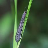 Fläckig myrlejonslända (Euroleon nostras) Stjärtmes (Aegithalos caudatus) Som larv trivs myrlejonet i gammal dynsand där den skapar trattformade fångstgropar.