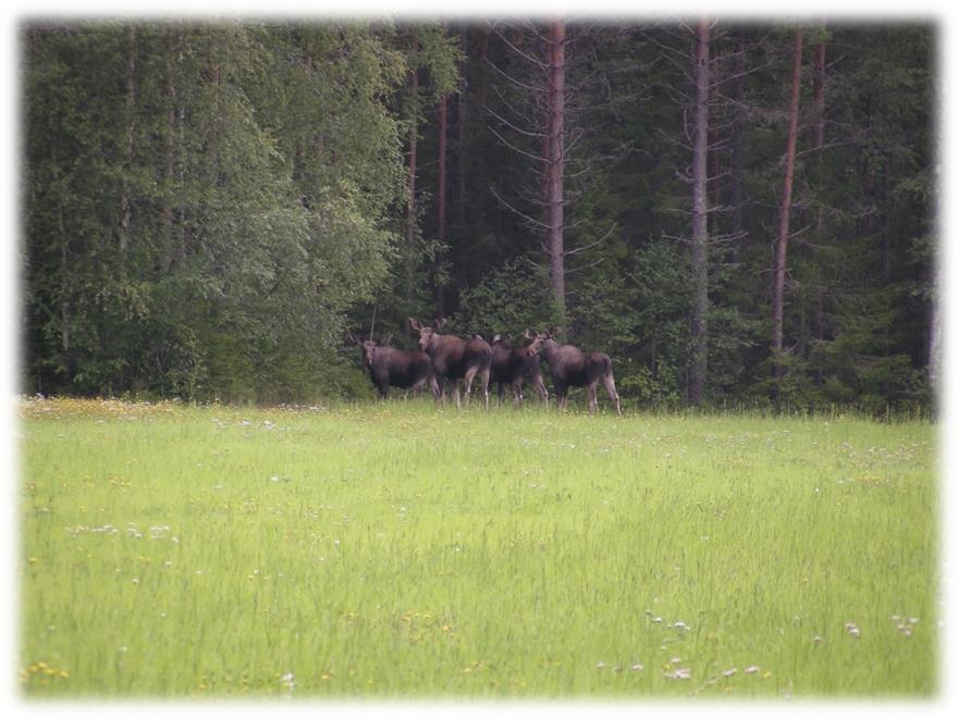 Läs mer om viltbetesinventeringar och foderprognoser på www.skogsstyrelsen.se/abin www.